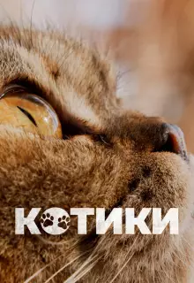 Котики