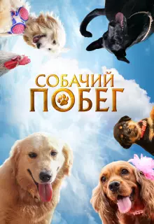 Собачий побег